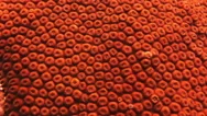 Hard Stony Corals On The Seabed. Macro. Stock Footage