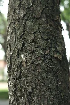 Hard structured tree skin Foto stock
