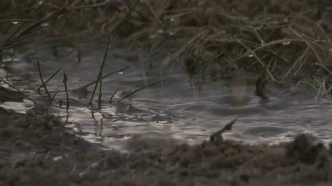 Hard summer rain Stock Footage 77175271