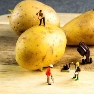 Hard team working to make the best potato possible Stock Photos