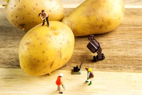 Hard team working to make the best potato possible Foto stock