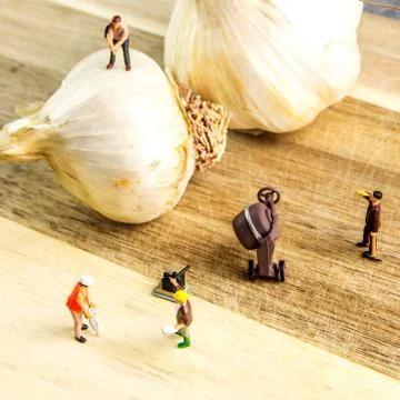 Hard team working to make the best garlic possible Stock Photos