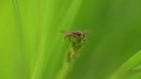 Hard Tick Crawling On Green Leaf Background. Infectious Disease Carrier. Mite Stock Photos