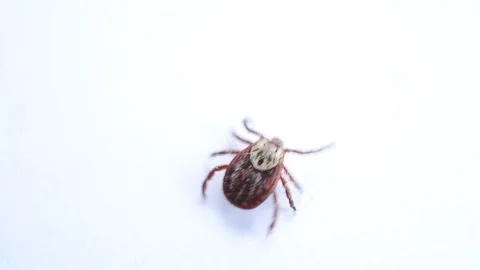 Hard tick crawling on white background out of frame Stock-Footage 79250688