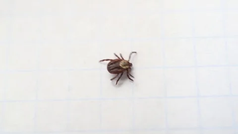 Hard tick crawling on white background Video stock 87888910