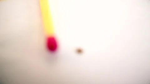 Hard tick crawls on white background Stock Footage 71313462