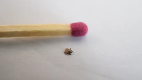 Hard tick crawls on white background near a match for comparison Stock Footage 87794999