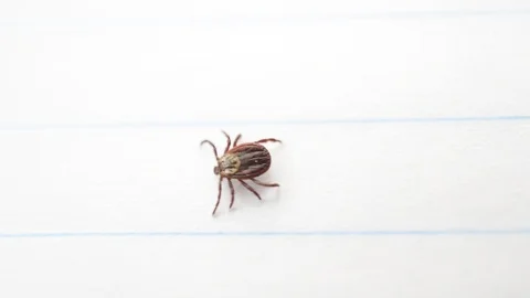 Hard tick crawls on white background. Stock Footage 88105886