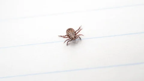 Hard tick on its back upside down, turns over and crawls away Stock Footage 88220935