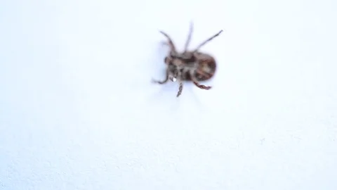 Hard tick lies on its back, turns over and crawls away Stock Footage 76963199