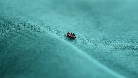 Hard tick lies on its back upside down, turns over and crawls away Stock Footage 77413539