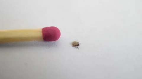 Hard tick turns from its back on its feet and crawls Stock Footage 67226983