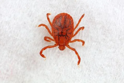 Hard tick on white background,  North China Stock Photos
