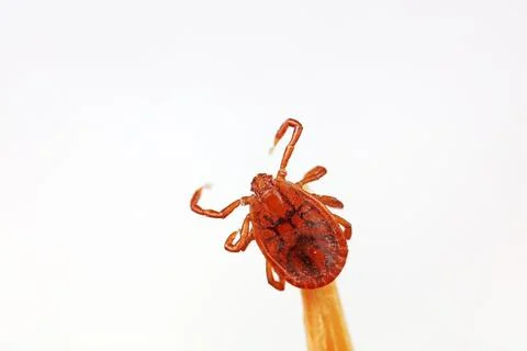 Hard tick on white background,  North China Stock Photos