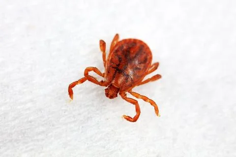 Hard tick on white background,  North China Stock Photos