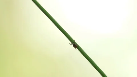 Hard ticks (Ixodidae) on a grass stalk Stock Footage 79381886