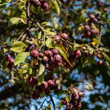 Hard Wild Berries on Tree Stock Photos