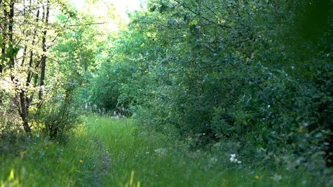 Hard Wind in the mountain landscape Vidéo 111914099