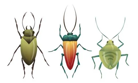 Hard-winged Bugs and Insects Isolated on White Background Vector Set Stock Illustration
