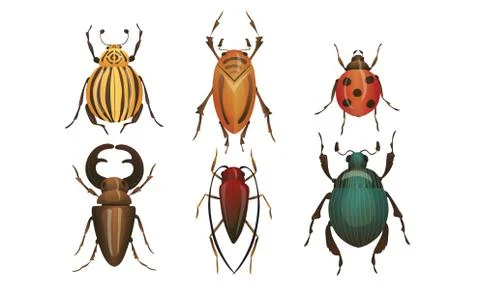 Hard-winged Bugs and Insects Isolated on White Background Vector Set Stock Illustration