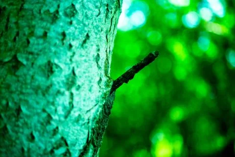 Hard Wood Stock Photos