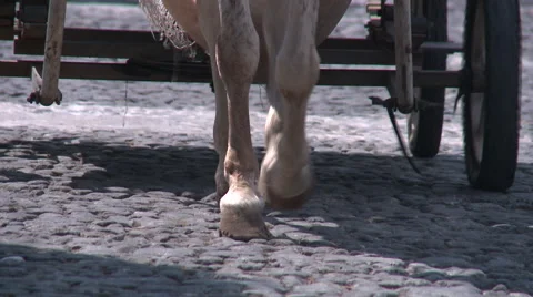 Hard work of animals in Third World countries Stock Footage 45603638