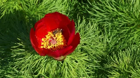 Hard Work Of Bees Video stock 52702122