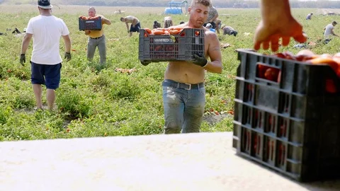The hard work in the tomato fields - Loading boxes of tomatoes on the truck Video stock 87379450