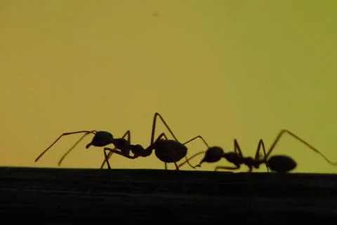 The hard worker ant Stock Photos