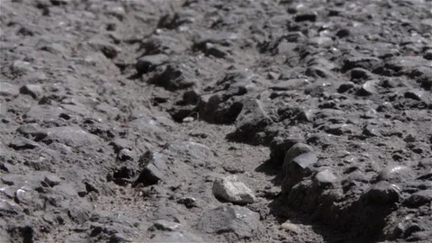 Hard-working and restless ants, near a mound, go in a hurry, some carry an a 動画素材 166523450