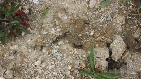 Hard working ants in the mountains Stock Footage 238760960