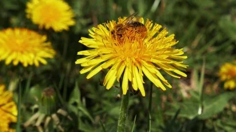 A hard-working bee on a dandelion flower. Stock Footage 307351906
