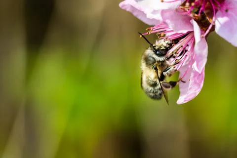 A hard working  bee pollinating a ping flower in a spring Stock Photos
