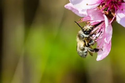 A hard working  bee pollinating a ping flower in a spring Stock Photos