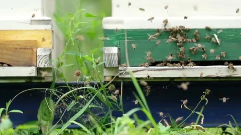 Hard-working bees fly in front of their beehive in spring Stock Footage 81696221