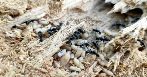 Hard working black ants eating larvae of bark beetle, running over log in forest Stock Footage 228958742