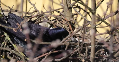 A hard-working rook builds a nest, 4K slomo Video stock 256162201