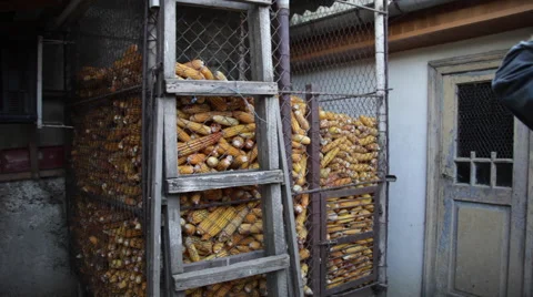 Hard working worker at organic farm with corn cobs and corn crib in harvest Stock Footage 42156168