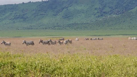 Hard of Zebras Walking Stock Footage 327038862