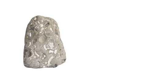 The hardened cockleshells Stock Photos