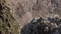 Hardened magma of Vesuvius turned into volcanic rocks, relief shown in close-up HD Footage