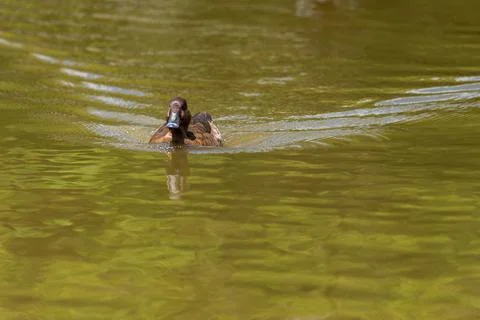 Hardhead duck swimming the water Stock Photos