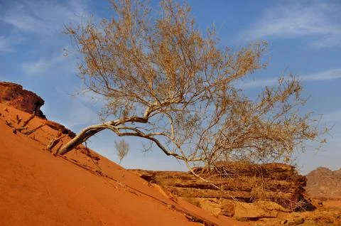 Hardiness Stock Photos