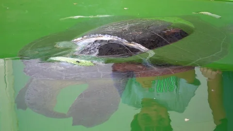Hardly moving turtle with broken shell in the hospital pool Stock Footage 95244985