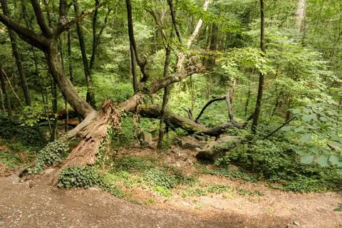 Hardly passable forest. Photos