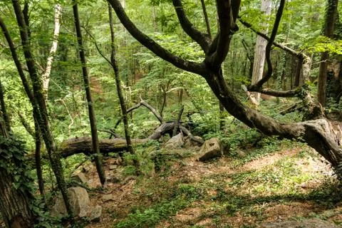 Hardly passable forest. Fotos de archivo