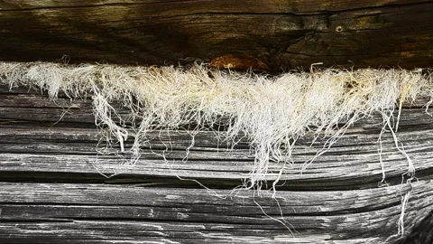 Hards sways in the wind against the backdrop of old weathered logs. Stock Footage 140360763