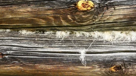 Hards sways in the wind against the backdrop of old weathered logs.1 Stock Footage 140360824