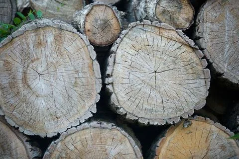 Hardwood logs Stock Photos