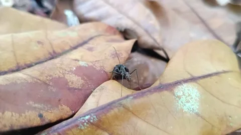 Hardworking Ant Taking a Short Break While Carrying Food Stockbeeldmateriaal 331416907